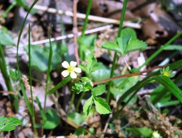ボランティア定例活動(2014.5.10)の写真