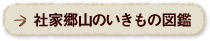社家郷山のいきもの図鑑